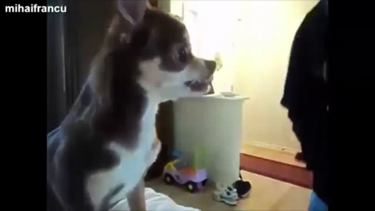 Dog imitate people exercising