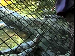 NOAH Text Promo Ikalawang yugto