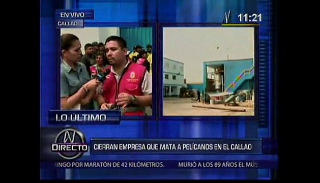 Callao: Municipalidad clausura la empresa que mataba a pelícanos