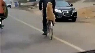 Dog sitting on bicycle - Top funny
