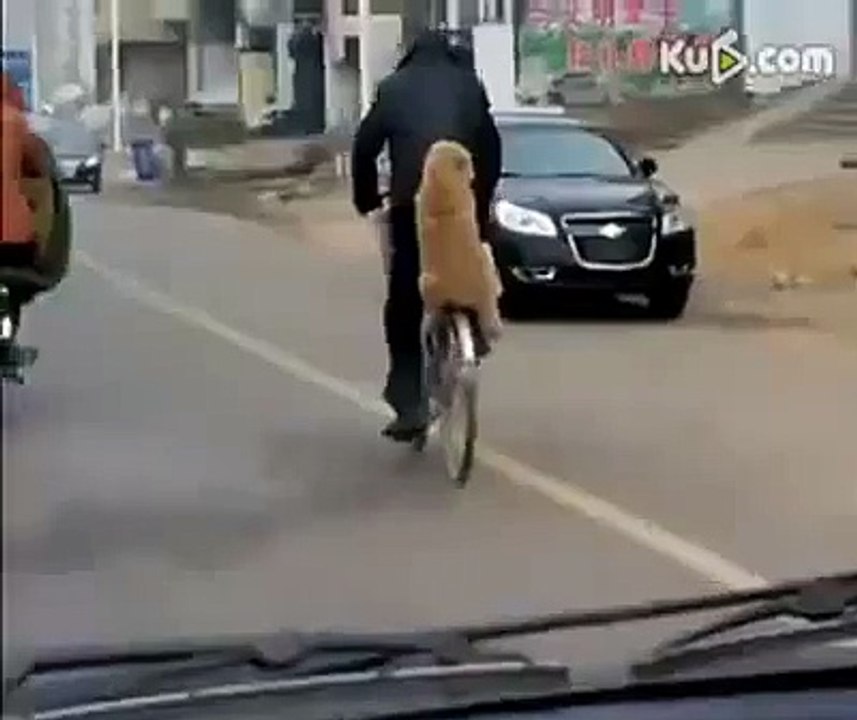 Dog sitting on bicycle - Top funny