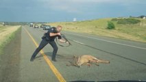 Will the POLICEMAN shoot the injured DEER ???
