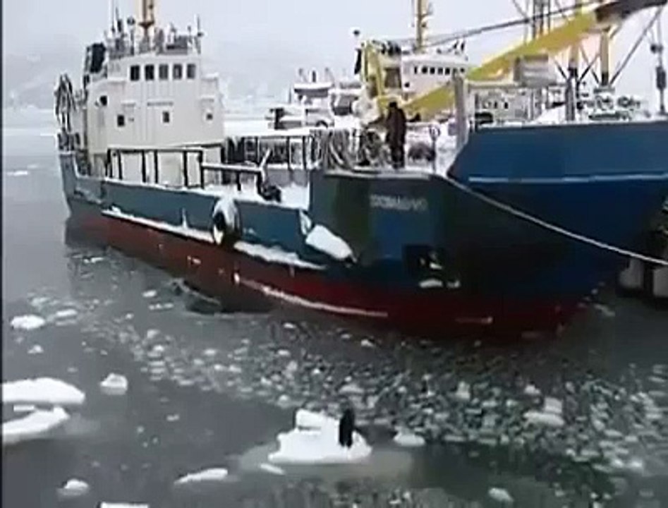 Dog video - Rescue black dog on the sea ice go home - America animal
