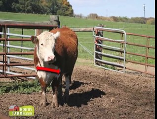 How To Select Beef Cattle for your Farm - HobbyFarms.com