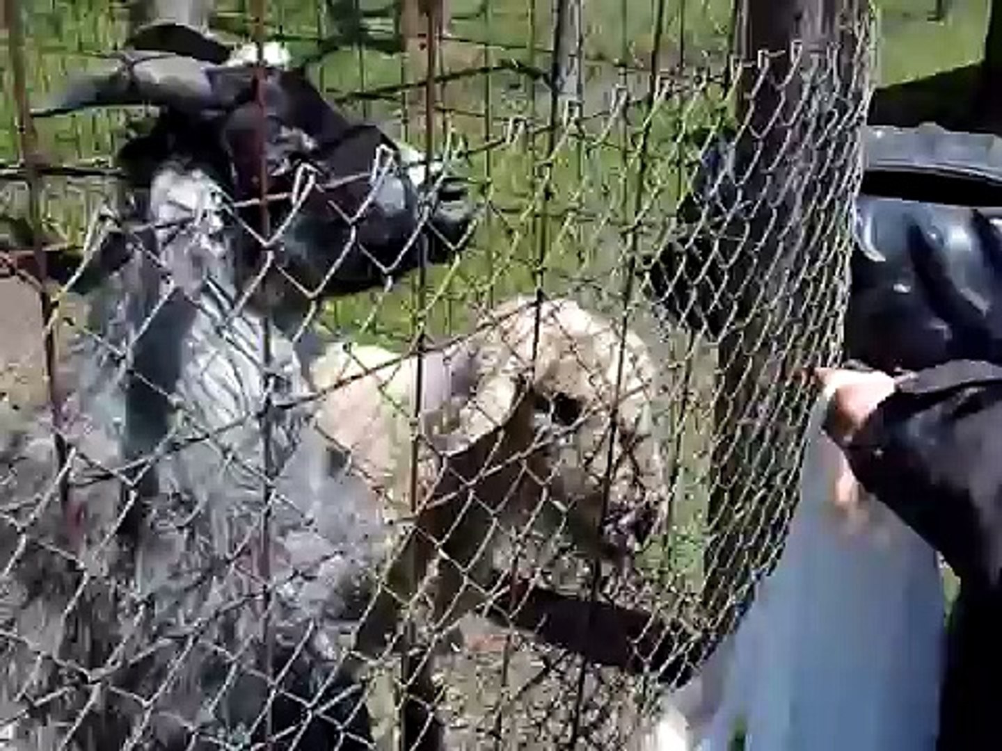 Petting Zoo Animals Farm