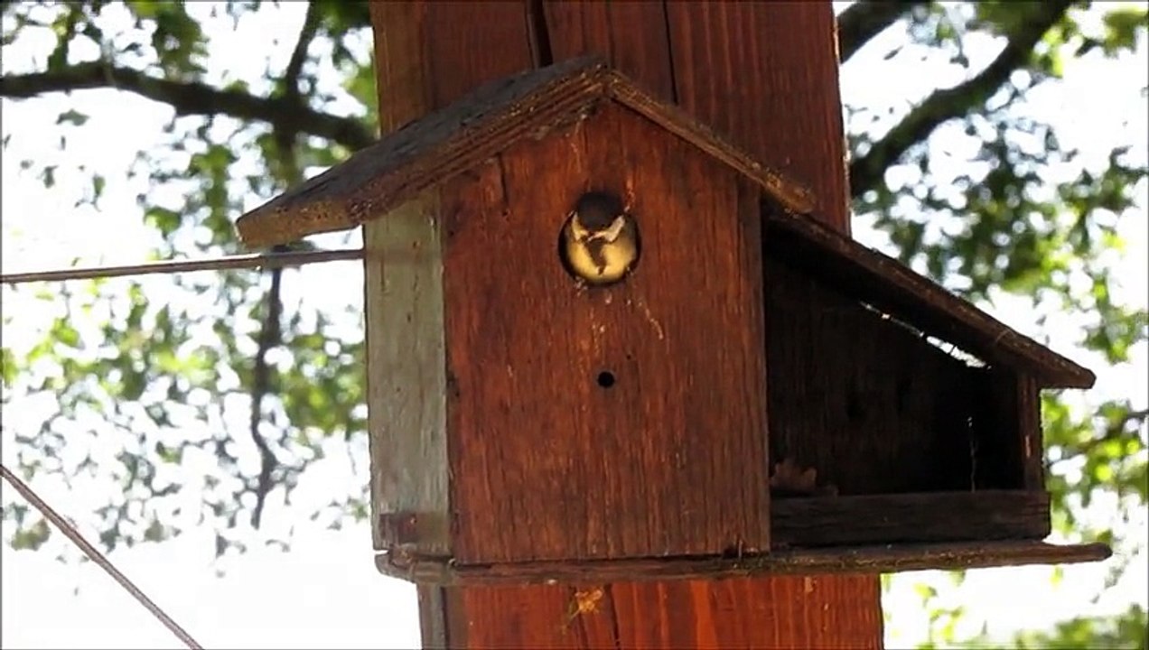 Bébé mésange envol