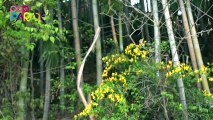 POP PARADE.15.05.15　お耳みせみせお蕎麦をチュルチュル　上野優華登場