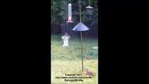 Test of Squirrel Baffle - Keep Squirrels Out of Your Bird Feeders!
