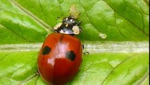 LUNCH TIME FOR LADYBIRD.EATING APHIDS.