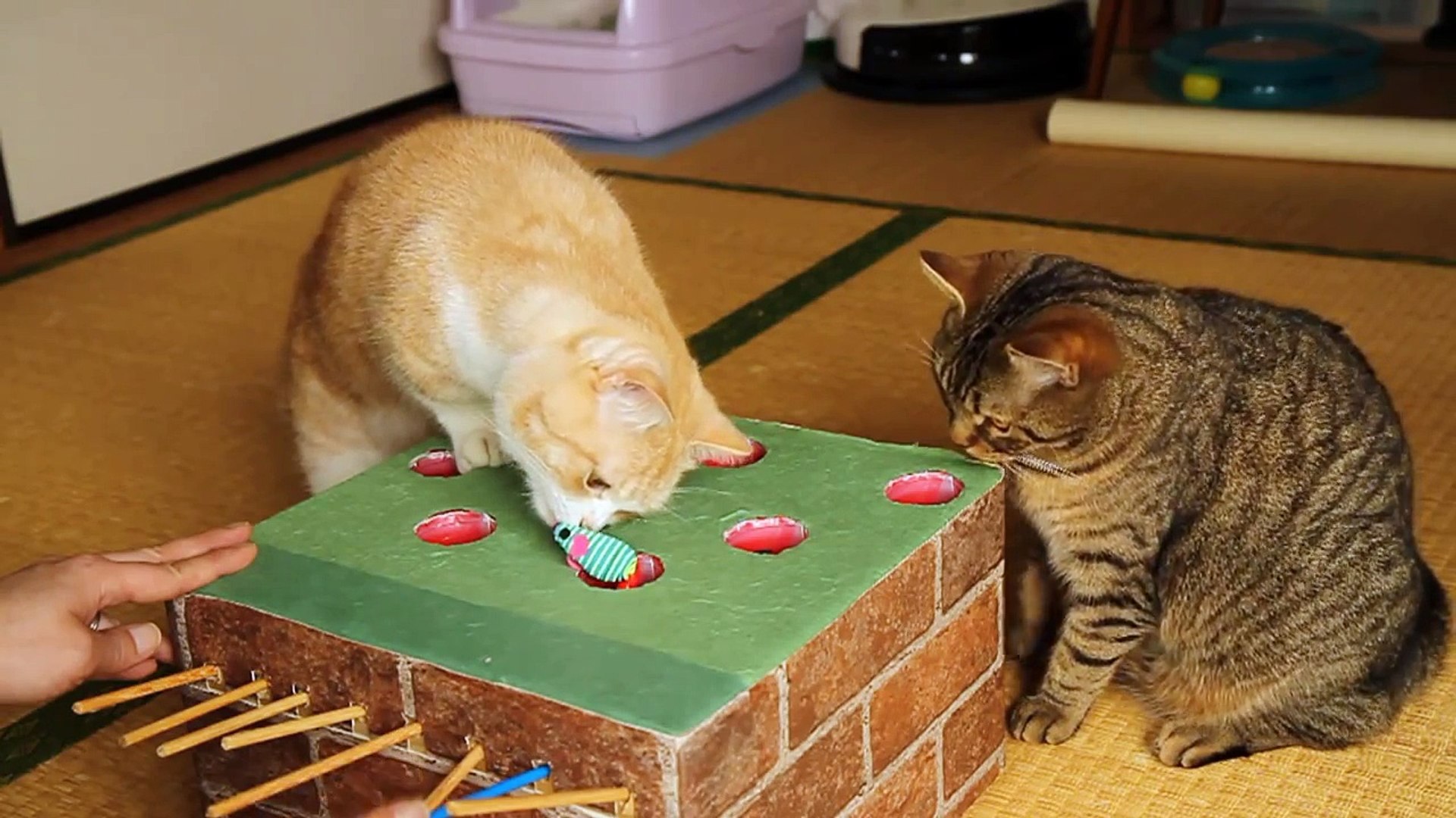 Des chats jouent au jeu de la taupe - Vidéo Dailymotion