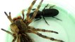 Wolf Spider vs Horned Passalus Beetle Fight to the Death | Bug Fights | Insect Fights | Insect Wars