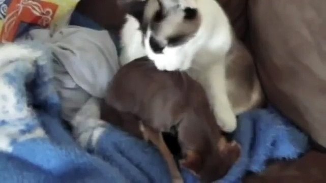 Cat licks dog's crotch