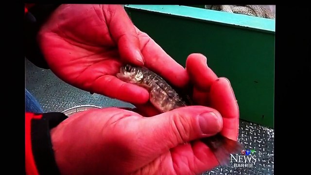 Stocking Lake Trout in the Great Lakes