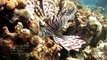 Lionfish Caribbean Invasion
