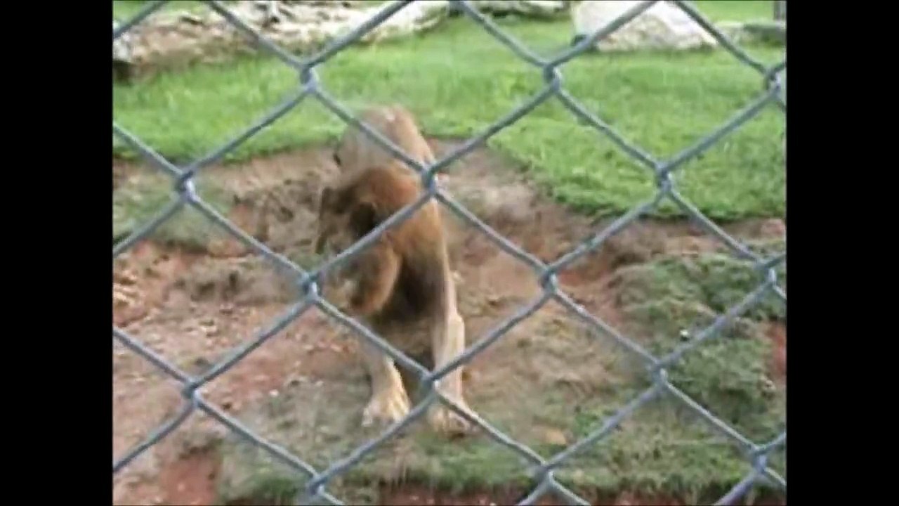 Apres avoir été enfermé 13 ans dans une cage ce...