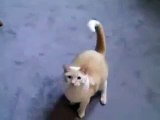 A funny cat video that inspires cats to take a bow