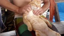 Кошка кайфует по полной