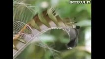 Amazing Lyre Bird can imitate Dubstep and Drum n Bass!