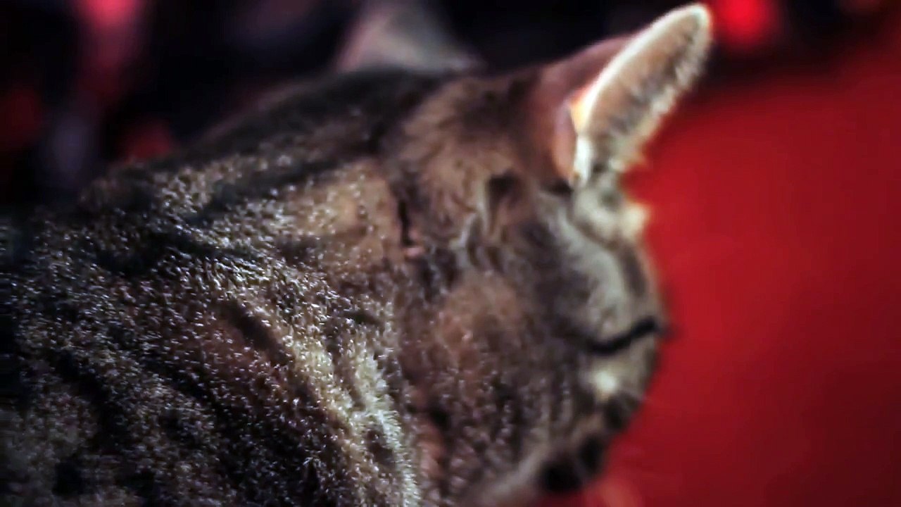 - Chat en mode Collective Soul -