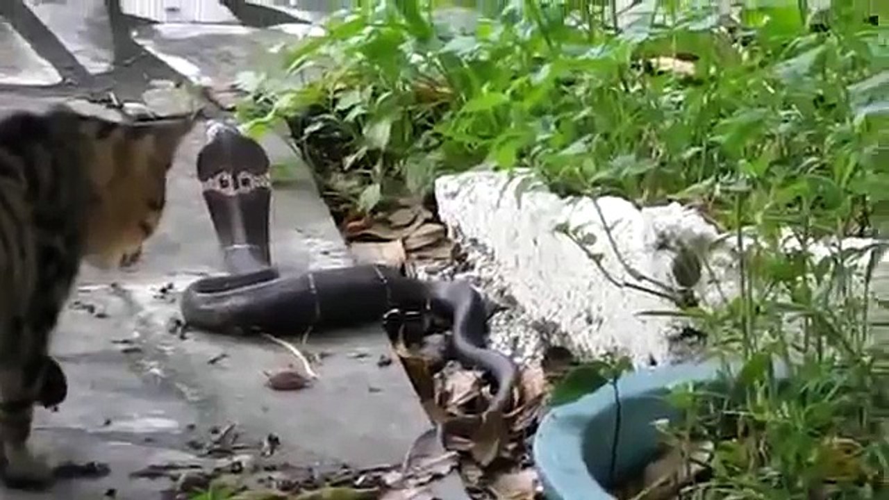 Cobra Vs Cat