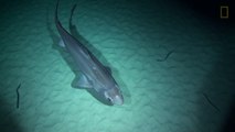 Exclusive  Deep - Sea Sharks and More Spotted by New Camera