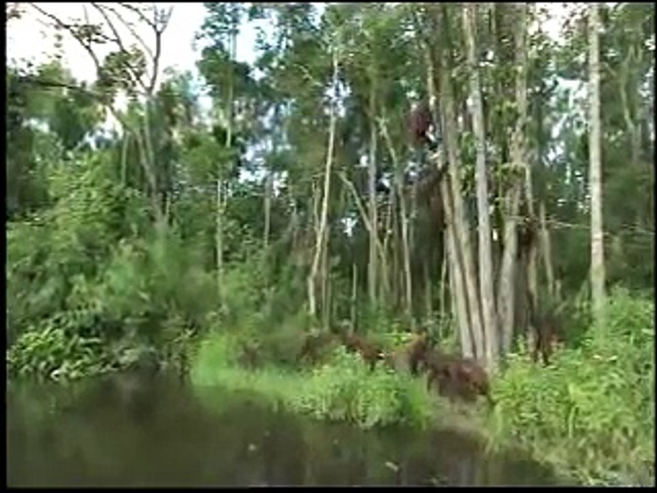 Orangutan Island - Walking Upright