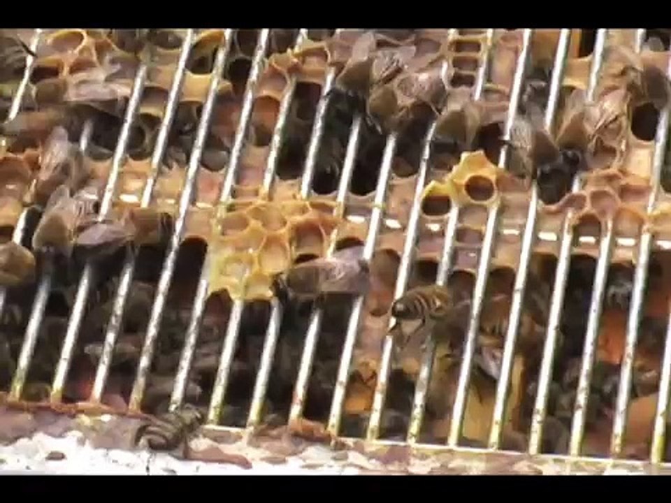 Bees and Beekeeping for Honey in Your Backyard
