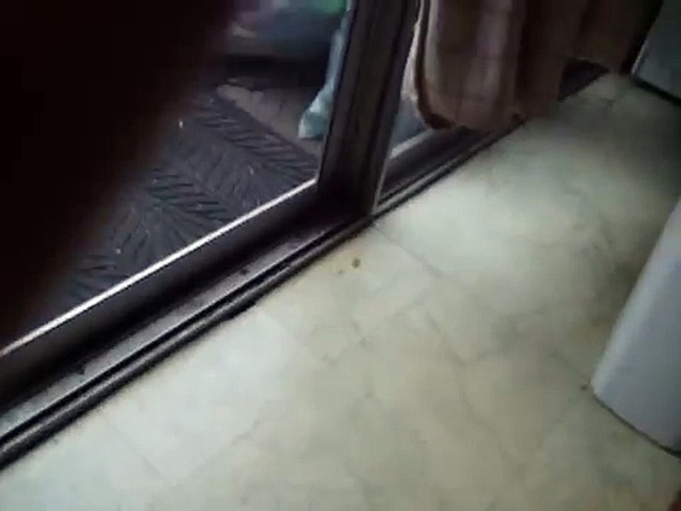 pug eating...