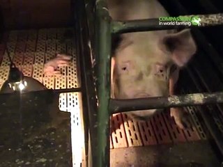 EU pig farm investigation by Compassion in World Farming