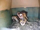 Baby owl trying to swallow rat