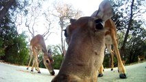Feeding Deer With A GoPro
