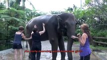 Elephant Safari Park, Taro, Bali