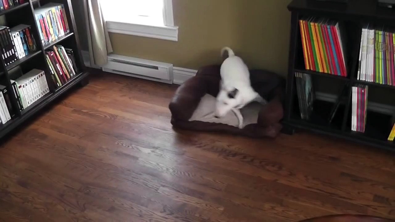 Mini Bull Terrier BULLY RUN !!!!!!!!!!!