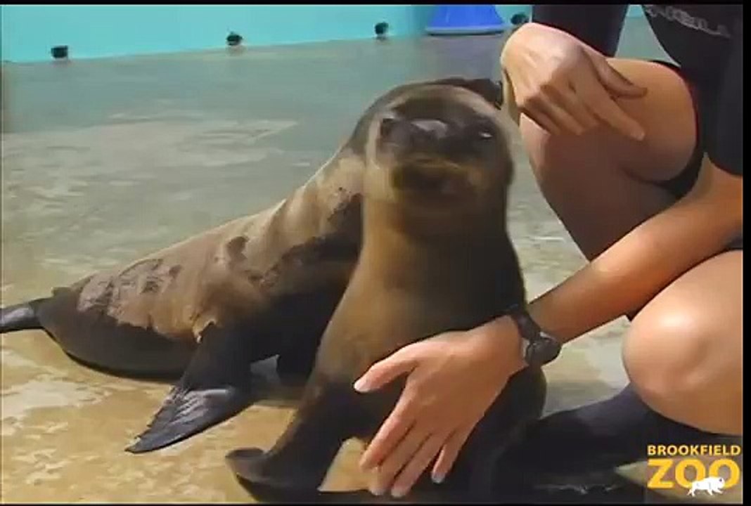 Cute Orphaned Sea Lion Pups Find Home at Brookfield Zoo