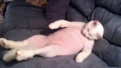 Cat Sleeping Style