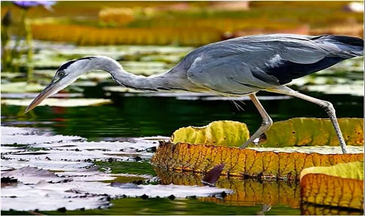 Naturaleza