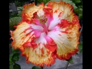 Aute ou Hibiscus Part1