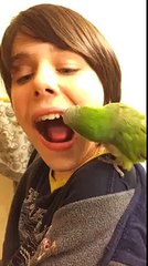 Ce Gamin se fait Arracher une Dent par un Perroquet