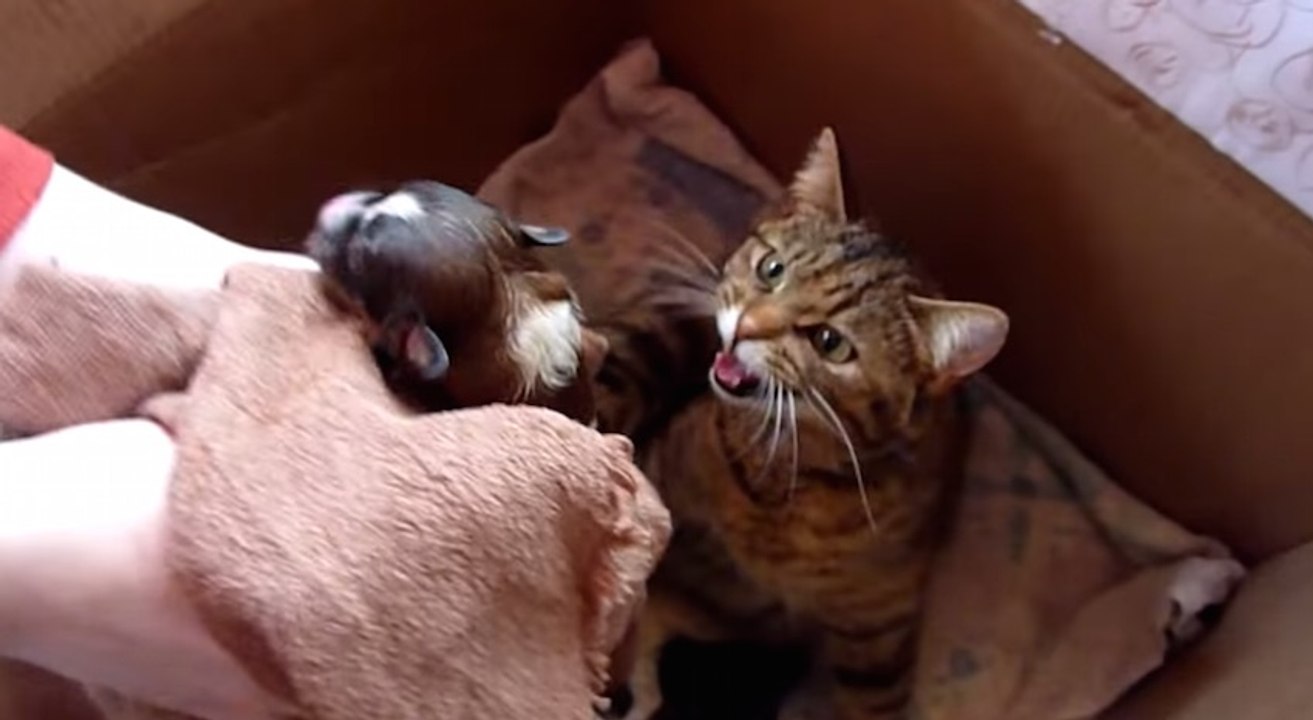 Une maman chat s'occupe de petits chiots !