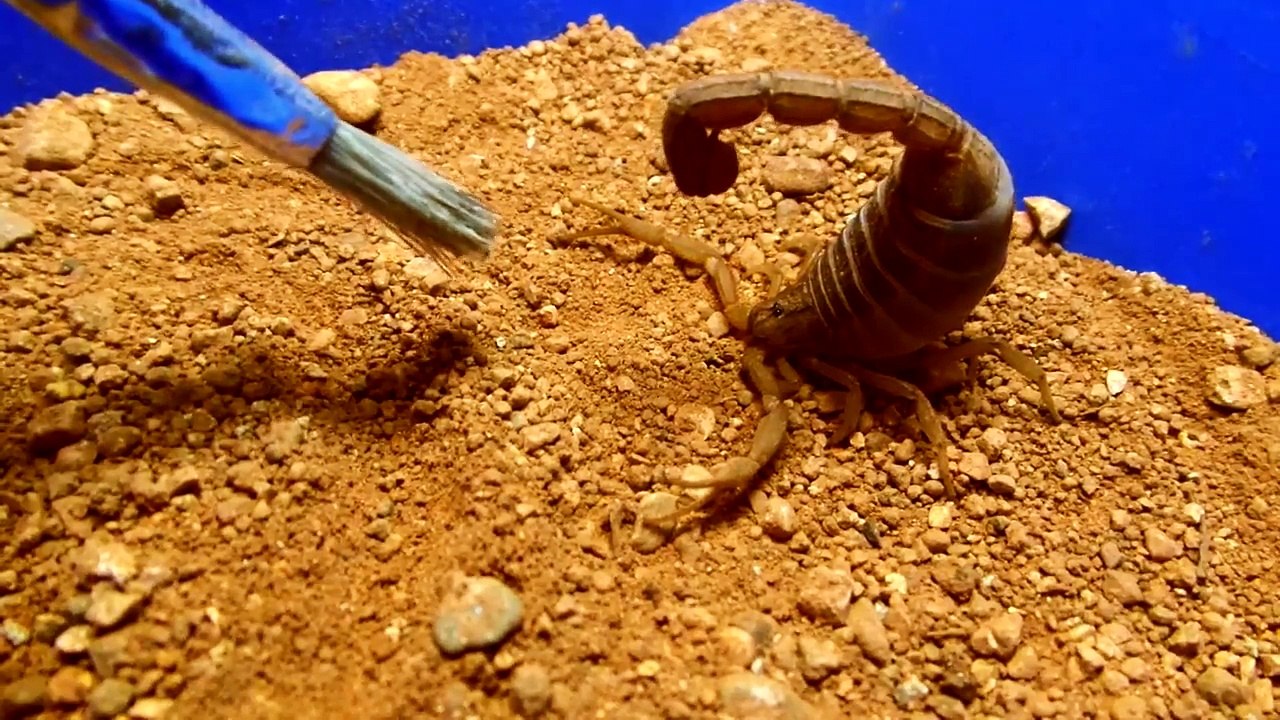 Gravid Hottentotta tamulus gangeticus (Indian Red Scorpion)