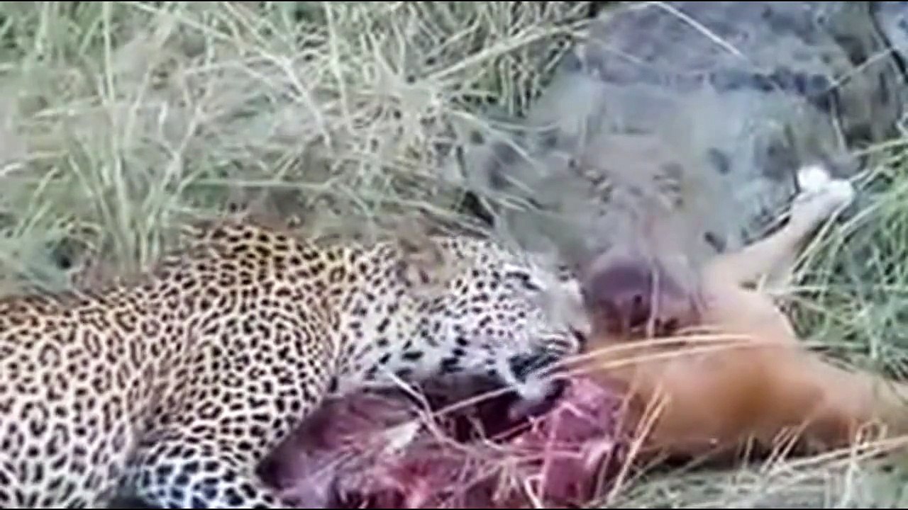Leopard And Crocodile Fight To Eats