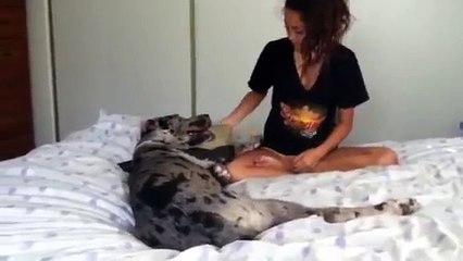 The Love and affection from Paisley, 5 month old Great Dane