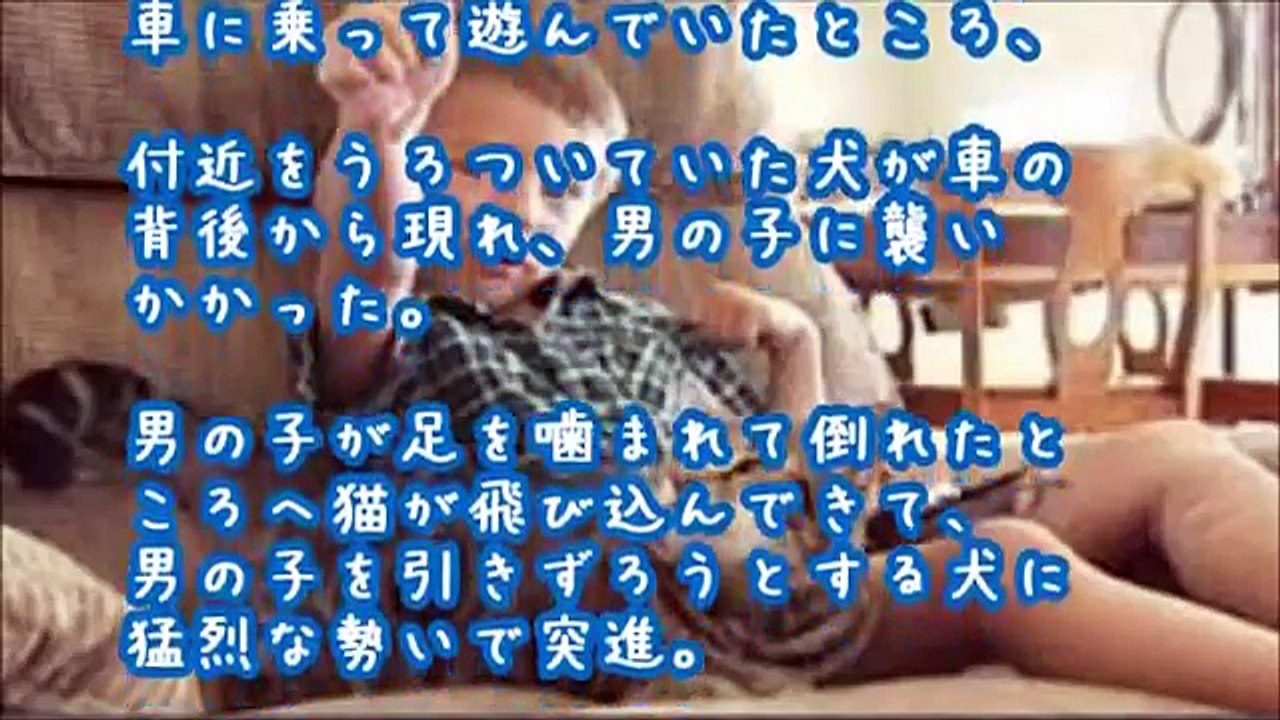 猫の恩返し【ネコ物語】4歳の少年が狂犬に襲われる→愛猫が犬と戦いピンチを救う！幼児を救う実話【感動する話】