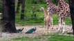 Aww! Baby giraffe makes public debut at New York Bronx Zoo