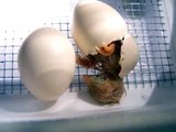 baby chick hatching from egg shell