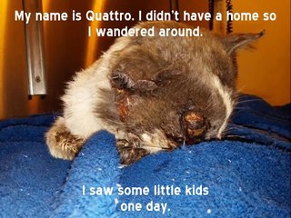 Children beat a stray cat to death-Justice for Quattro