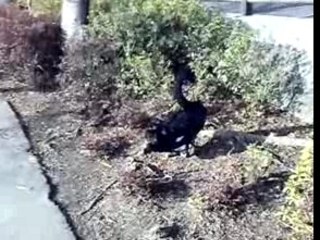 Black Swan of Lake Senba 1