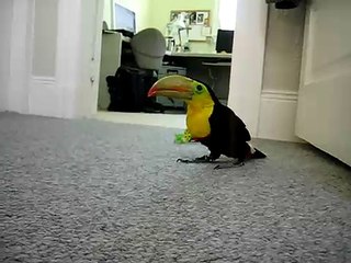 Pogo learns to play catch