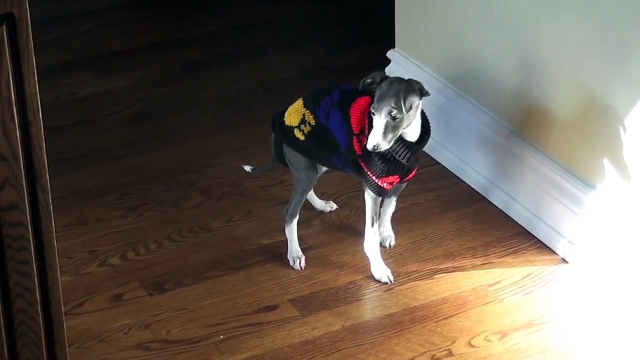Italian Greyhound testing its winter coats !