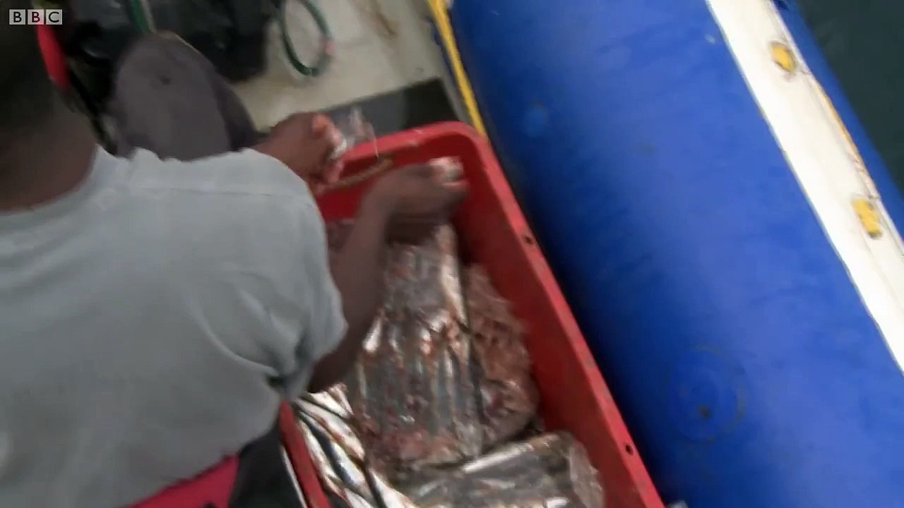 Overboard into Shark Swarm - Deadly 60 - Series 2 - BBC